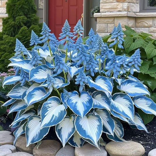 Colourful Hosta Flowers