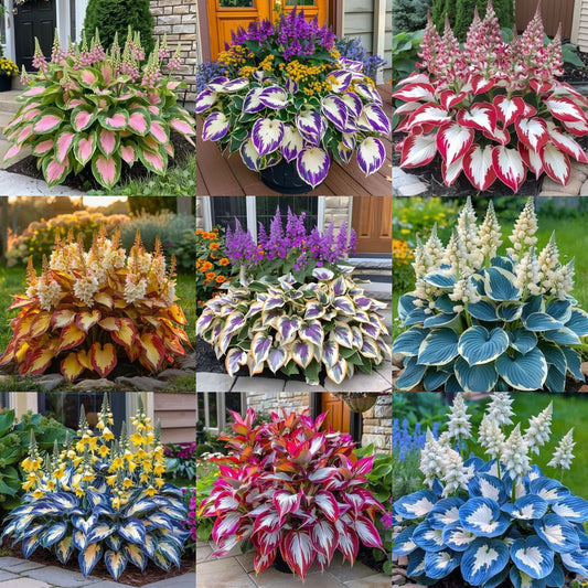 Colourful Hosta Flowers